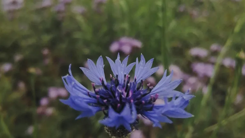Blue Cornflower flower with jagged petals surrounded by soft purple wildflowers.