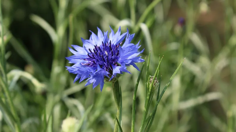 Blue Cornflower flower blooming among tall green grasses in a field.