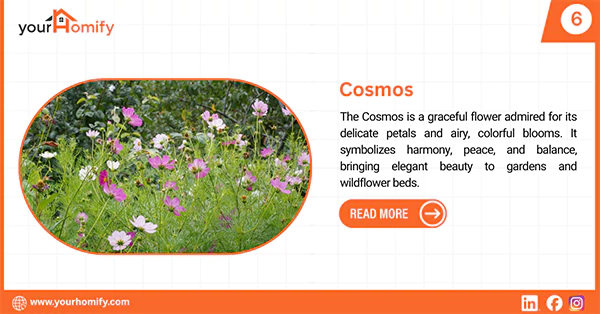 Cosmos