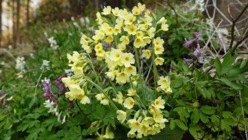 Single Cowslip flower stem with one hanging bloom against a green background.