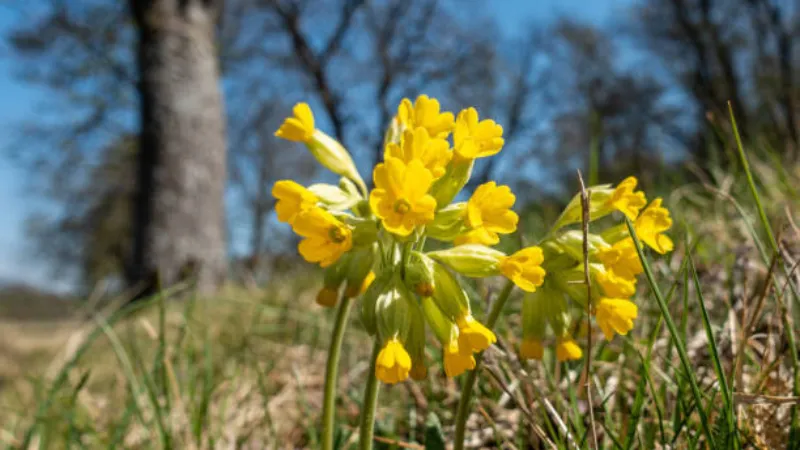 Spray of pale yellow Cowslip flower blooms with green calyxes against soft green background.
