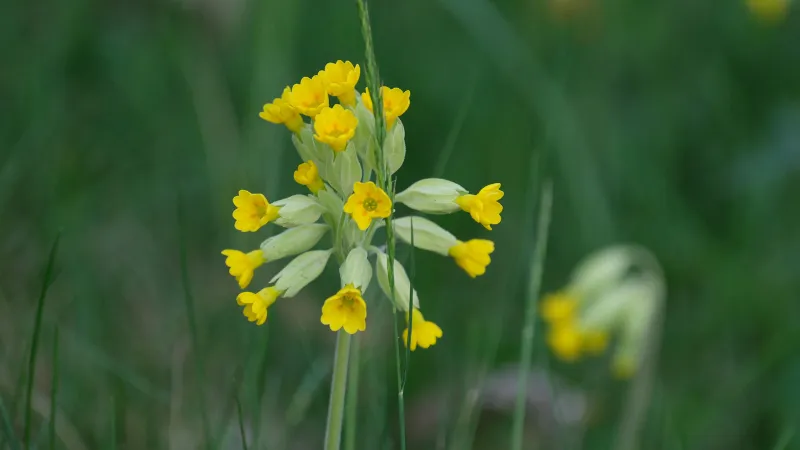 Dense patch of bright yellow Cowslip flower blooms growing closely together.