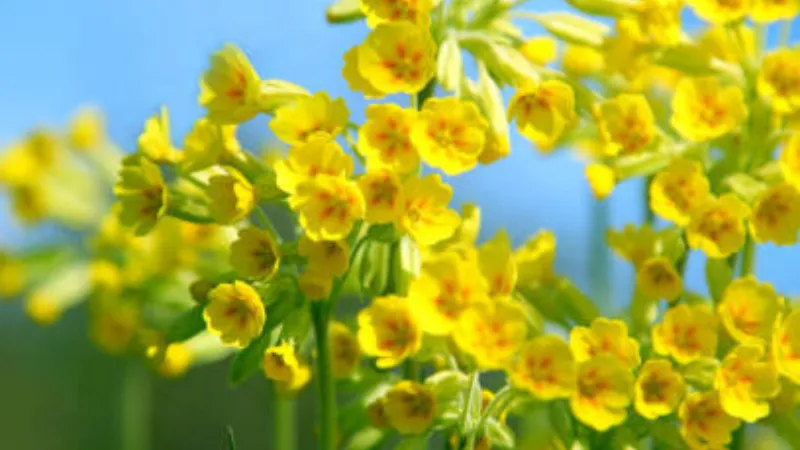 Pale yellow Cowslip flower blooms drooping softly against a blurred green background.