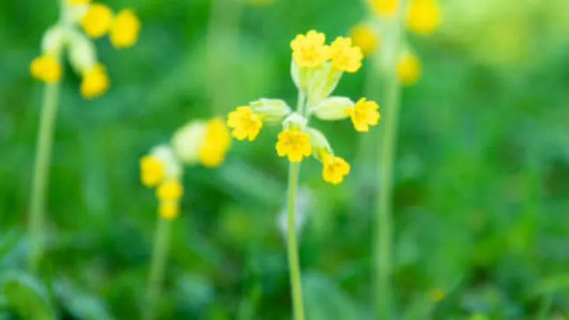 Bouquet-like cluster of yellow Cowslip flower blooms growing near purple flowers and a fence.