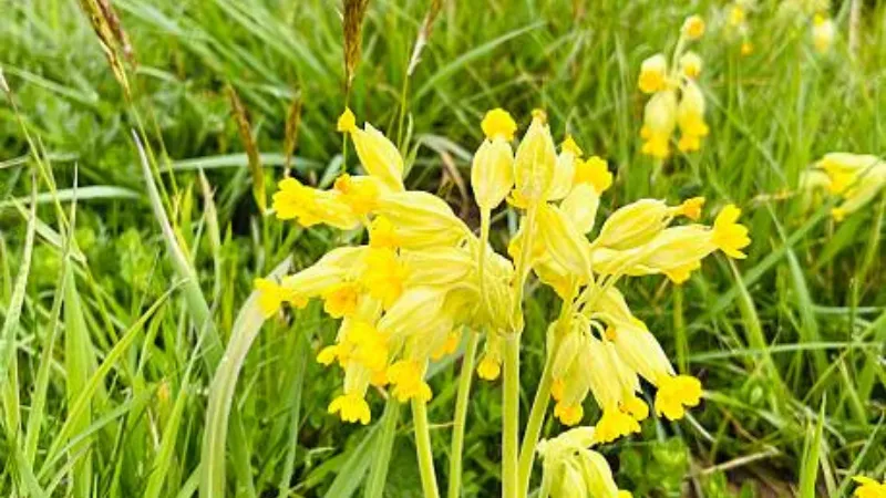 Tight cluster of yellow Cowslip flower blooms with orange centers resembling primrose flowers.