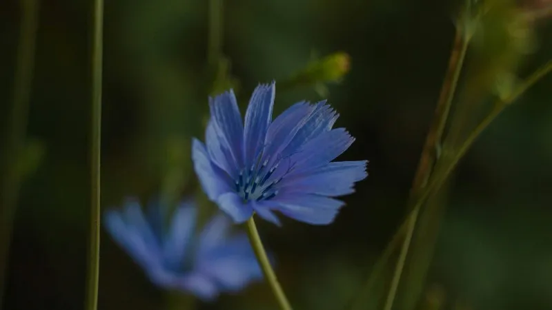 Single bright blue Chicory flower with clear individual petals against a dark background.