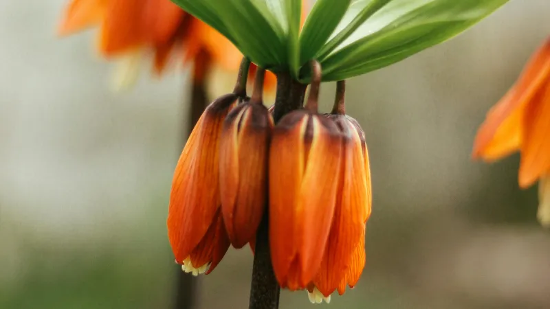 Close-up of orange Crown Imperial flower buds beginning to open beneath green leaves.