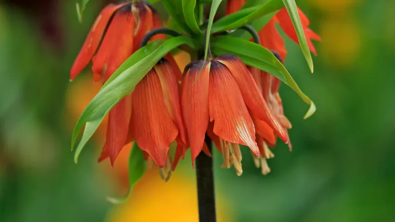 Reddish-orange Crown Imperial flower blooms with dark tips hanging in a garden setting.
