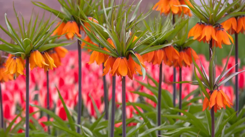 Orange-red Crown Imperial flower blooms with a blurred pink flower garden background.