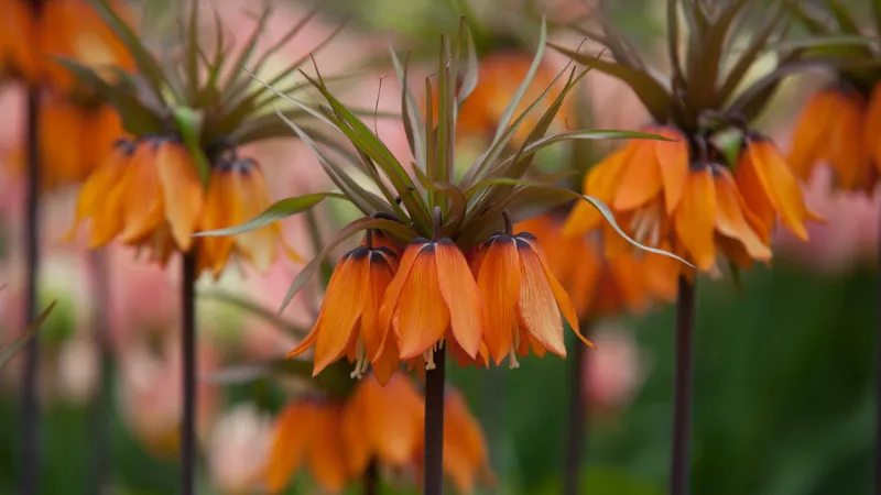 Orange and brown Crown Imperial flower blooms standing above a blurred pink tulip garden.