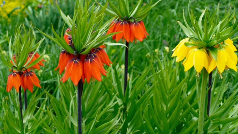 Multiple Crown Imperial flower blooms in red, orange, and yellow shades standing in a green garden.
