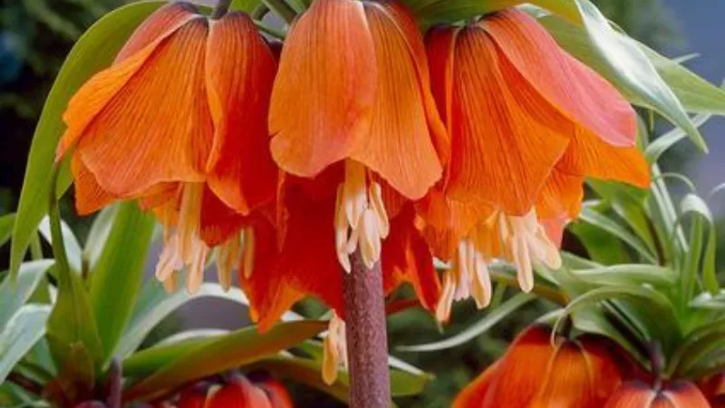 Several orange Crown Imperial flower blooms growing among dense green foliage.