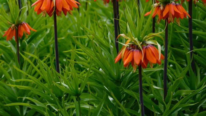 Three Crown Imperial flower blooms in orange and yellow tones isolated on a white background.