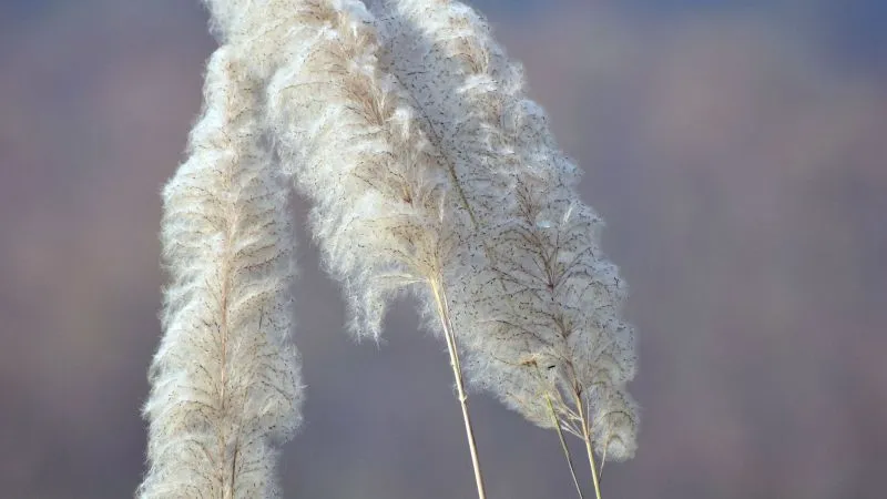 Curved white pampas grass plumes bending gracefully against a soft background