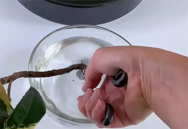 Cut the ends