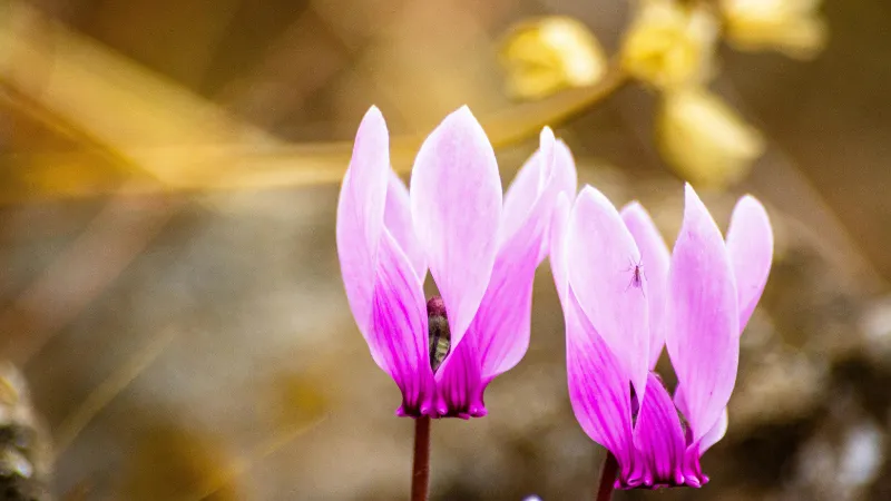 Two pink Cyclamen flowers blooming together with delicate petals against a warm golden-toned background.