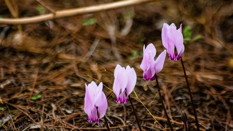 Pink Cyclamen flower blooms with pointed petals standing among dry grass and twigs.