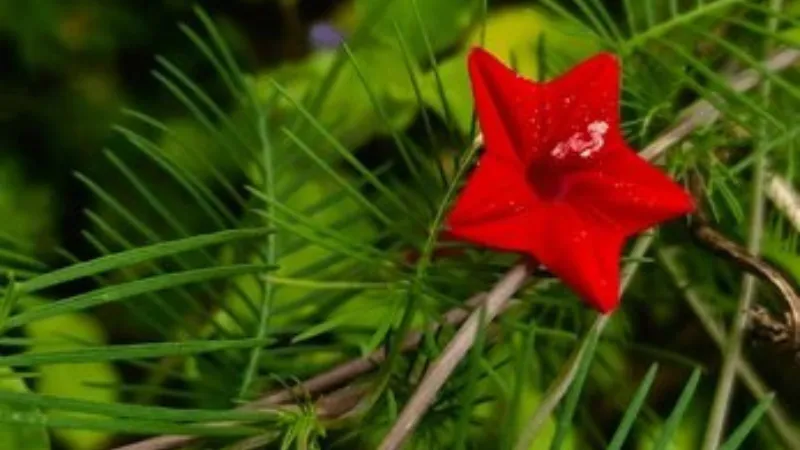 A magenta-red Cypress Vine flower blooming beside a rough stone surface with natural texture.