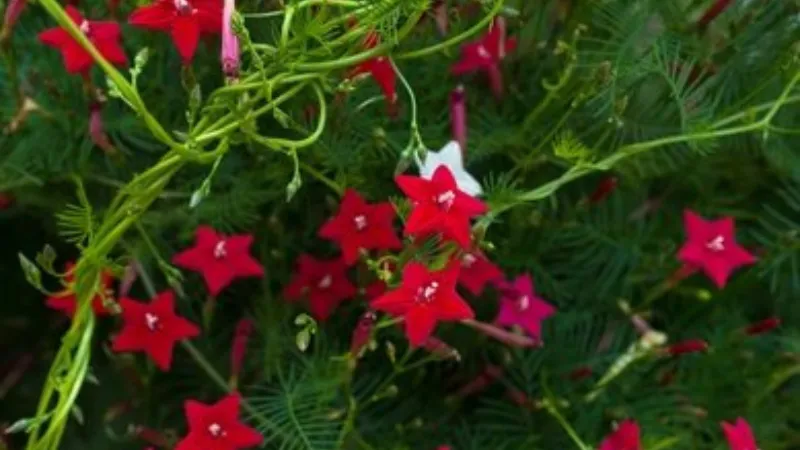 A single red Cypress Vine flower blooming beside a garden path with green leaves and another flower softly visible in the background.