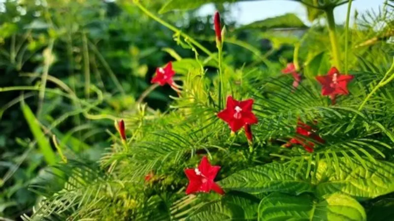 Red star-shaped Cypress Vine flowers blooming on a trailing vine surrounded by dense green foliage.
