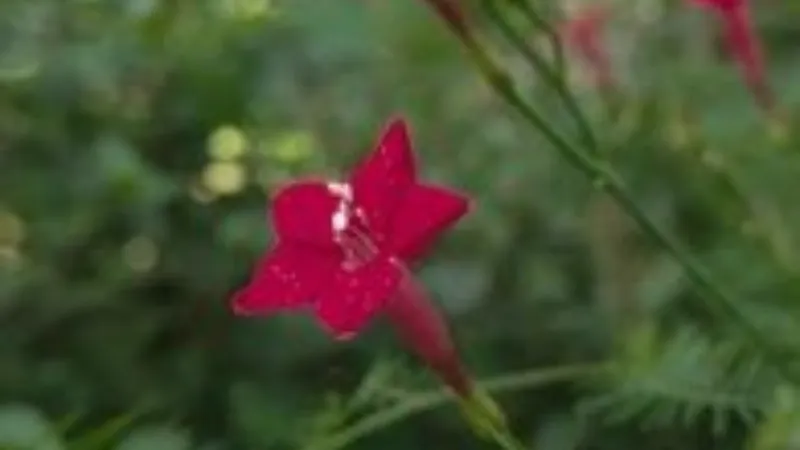 A vibrant red Cypress Vine flower glowing in warm sunlight surrounded by lush green foliage.