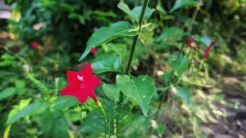 A single red star-shaped Cypress Vine flower blooming on a feathery pine-like vine branch.