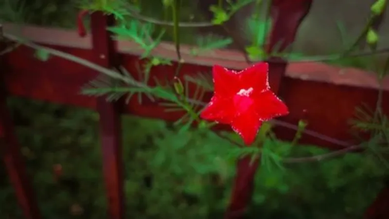 A single red Cypress Vine flower growing against a dark wooden trellis covered with green foliage.