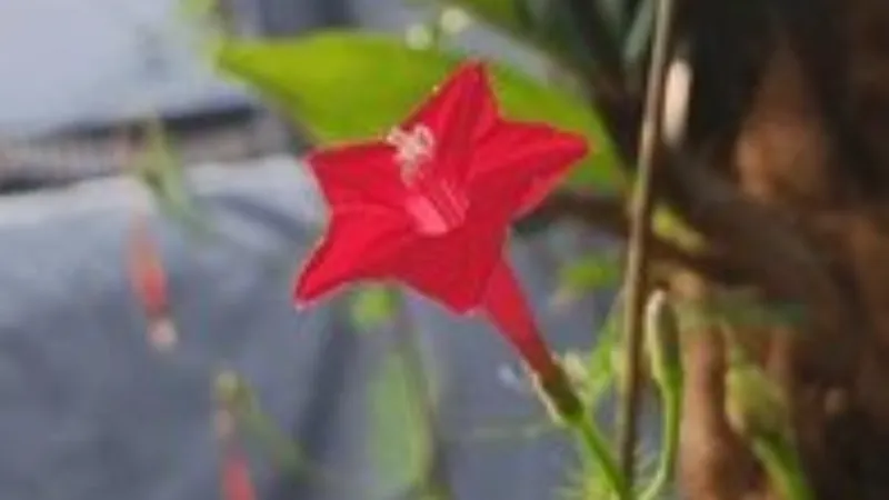 Close-up of a red Cypress Vine flower showing white stamens extending from its delicate throat.