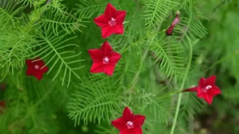 Several red Cypress Vine flowers blooming along a climbing vine with delicate feathery leaves.
