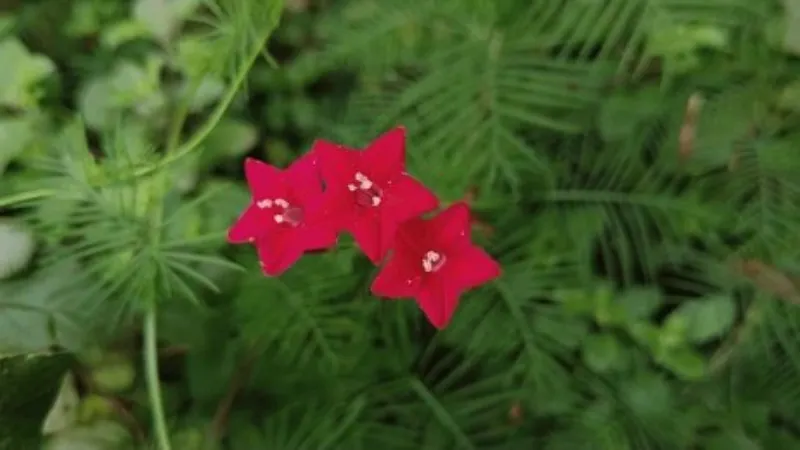Two magenta-red Cypress Vine flowers blooming among dense feathery green leaves in a natural garden setting.