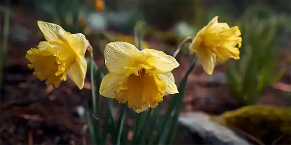 Daffodil