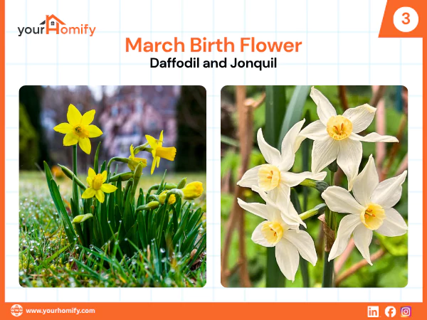 Daffodil and Jonquil