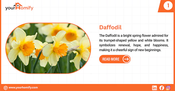 Daffodil