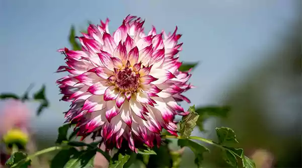 Dahlia