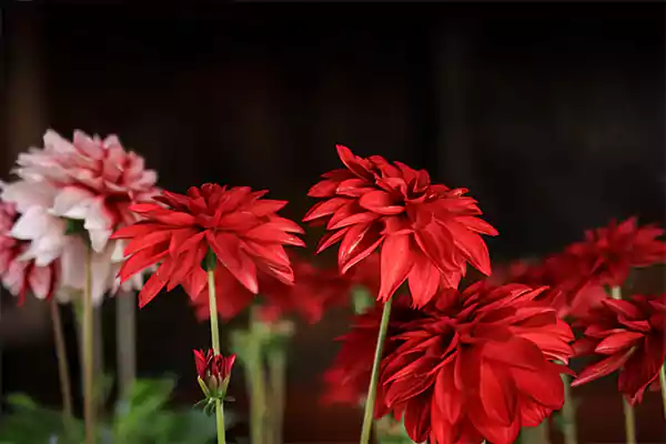 Dahlia