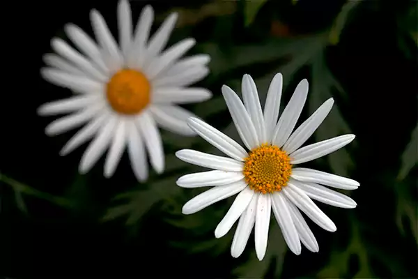 Daisies