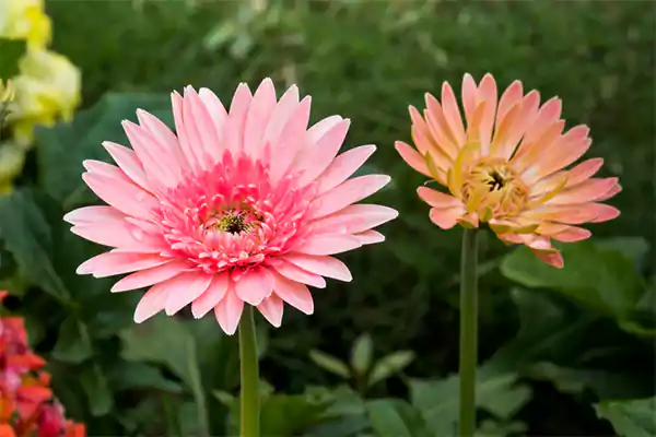 Daisy