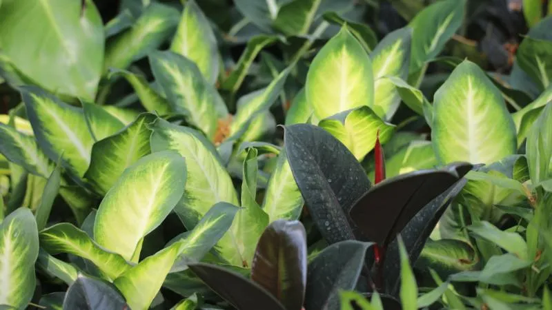 Dieffenbachia plant leaves with dark green and cream patterning