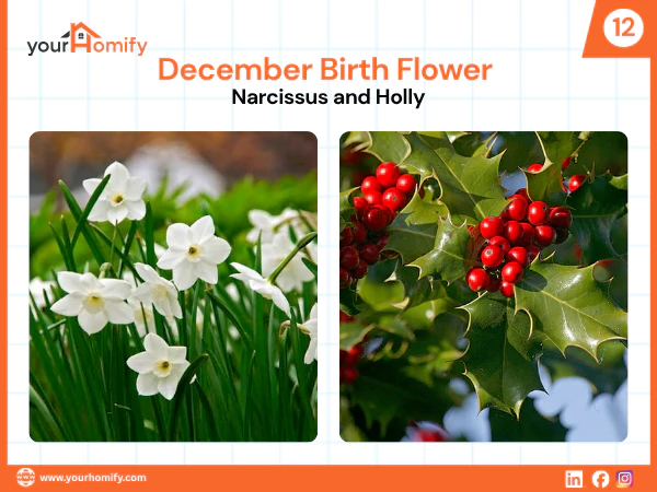 December birth flowers