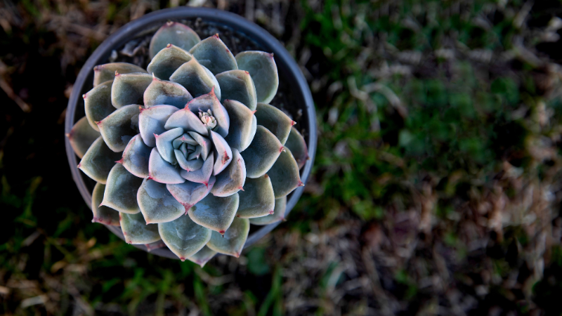 Decorative Echeveria plant