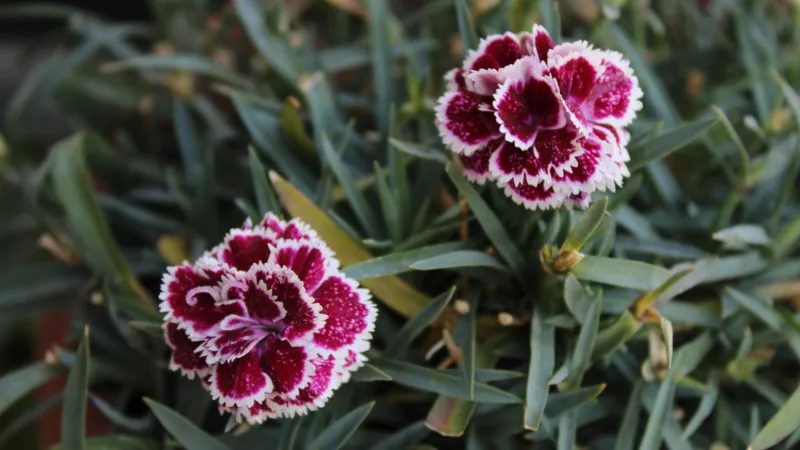 Two deep burgundy-red and white frilled Clove Pink flower blooms growing among narrow blue-green leaves.
