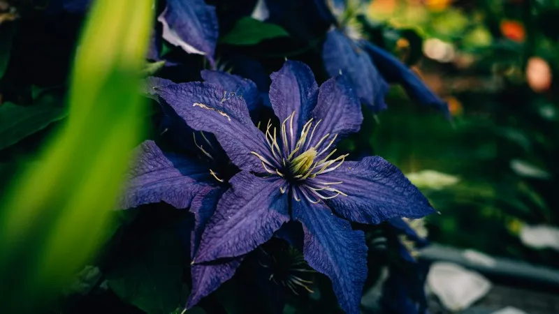 Deep indigo-blue Clematis flower with creamy stamens surrounded by foliage.