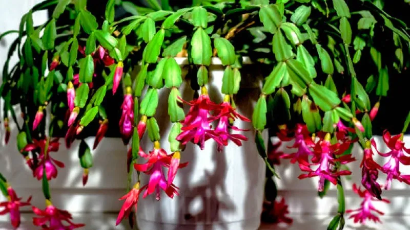 Pink Christmas Cactus flower plant in a white pot held gently by two hands.