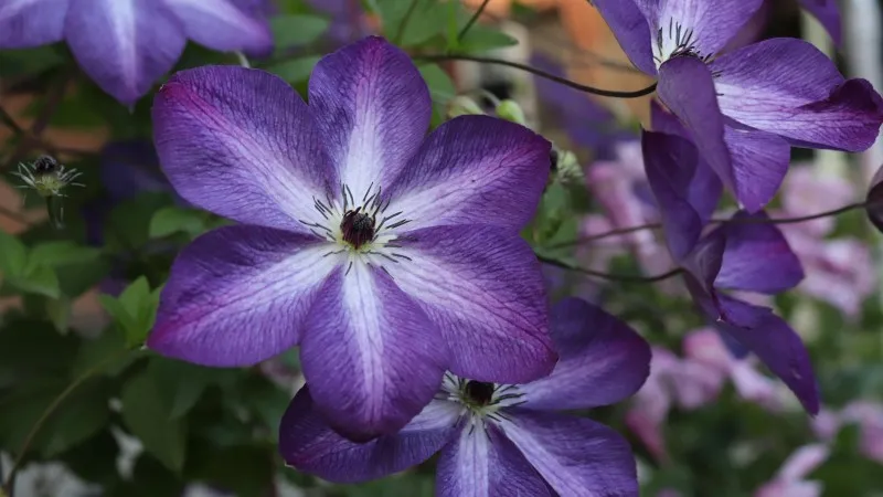 Two deep purple Clematis flower blooms with pale veins and dark stamens.