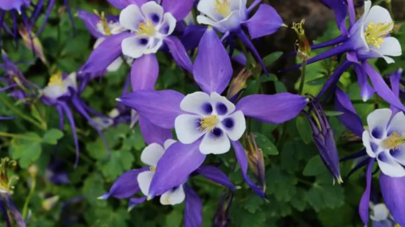Dense planting of violet-blue and white Columbine flower blooms in a garden bed.