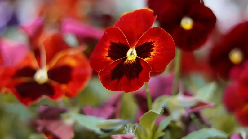 Close-up of a red pansy flower with a dark maroon center