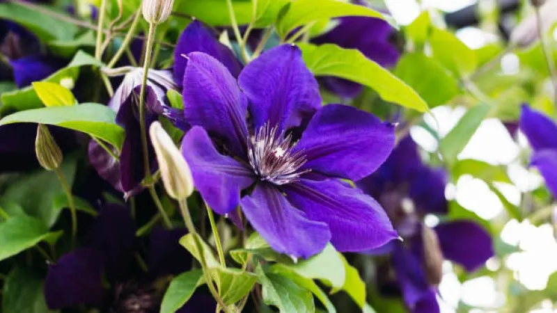 Single deep violet Clematis flower bloom hanging from a vine with white-tipped stamens.