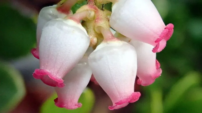Glossy foliage Bearberry flower with delicate bell-shaped blooms.