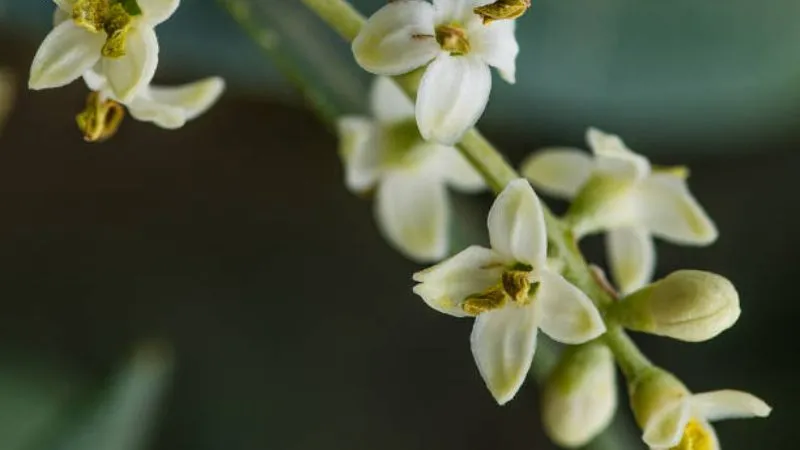 White olive flowers with yellow stamens on a slender green stem