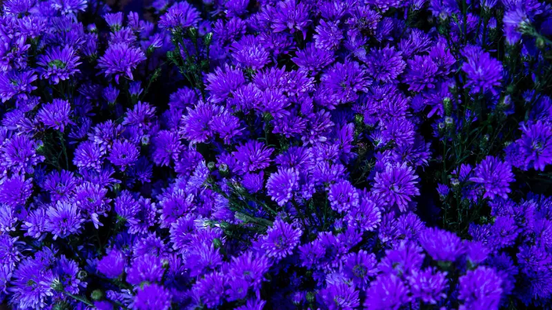 Healthy blooming Aster plant covered with beautiful Aster flowers.